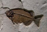 Museum-Quality Green River Fossil Fish Mural - Two Phareodus! #368995-2